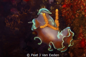 Frilled Nudibranch and its favourite Bryozoan food by Peet J Van Eeden 